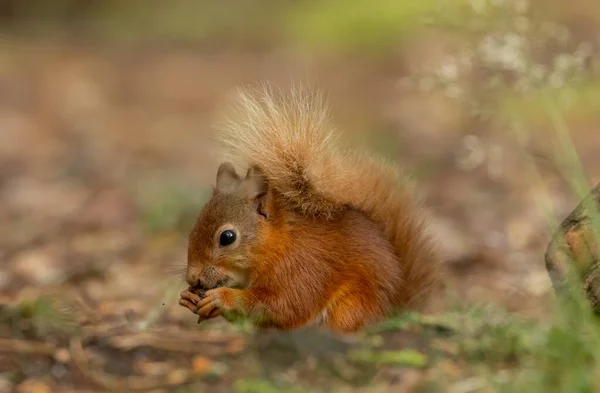 美丽的小毛茸茸的苏格兰红松鼠在有自然森林背景的林地里 — 图库照片