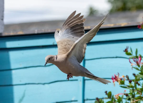 Schöne Halstaube Flug Die Einen Garten Kommt Landen — Stockfoto