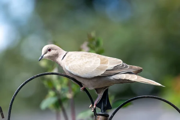 Beautiful Collared Dove Garden Sunshine — Stock Photo, Image