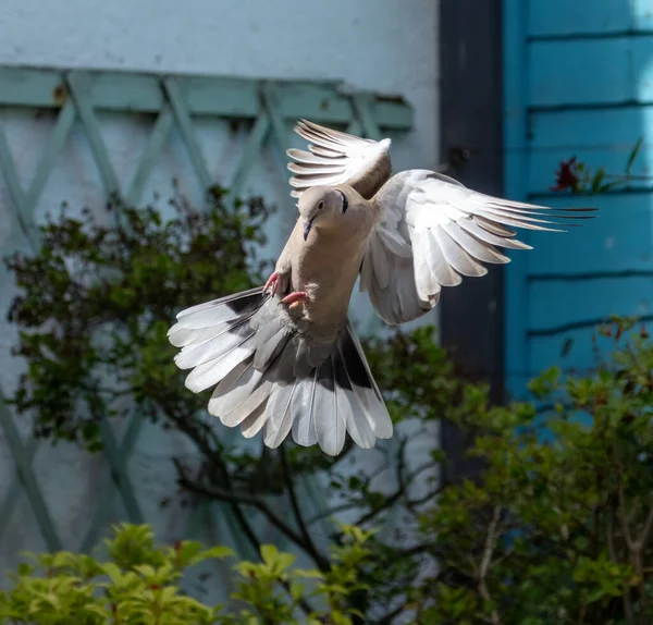 美丽的白鸽飞入花园降落 — 图库照片