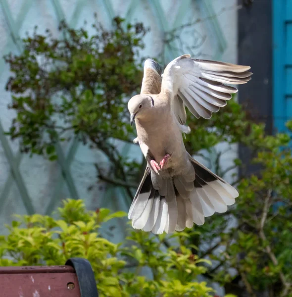 Schöne Halstaube Flug Die Einen Garten Kommt Landen — Stockfoto
