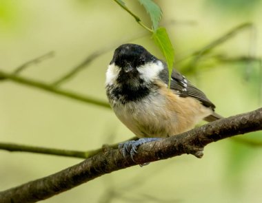 Coal tit small bird perched on a branch in the woodland with natural forest background 