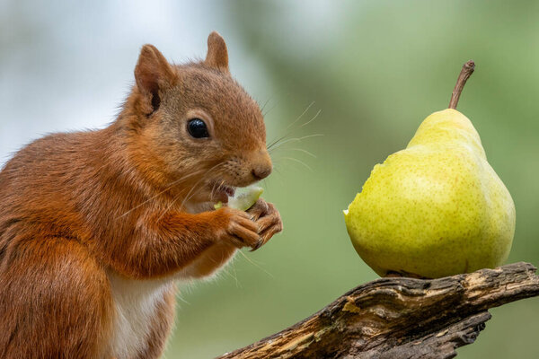 Cute scottish red squirrel enjoying a fresh green pear to eat from a branch in the woodland 