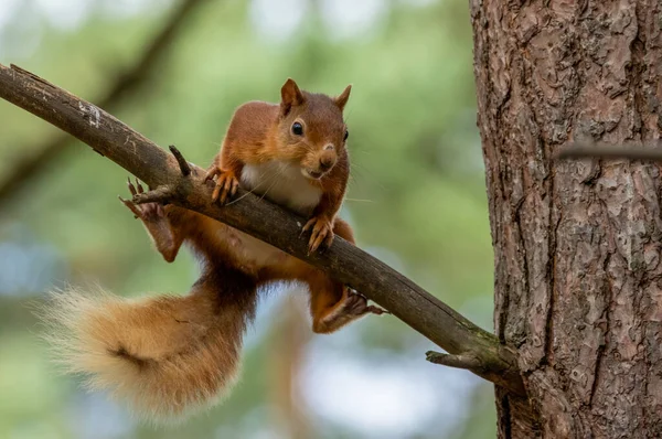 Αστεία Μικρή Scottish Κόκκινο Σκίουρος Εξισορρόπηση Στο Κλαδί Ενός Δέντρου — Φωτογραφία Αρχείου