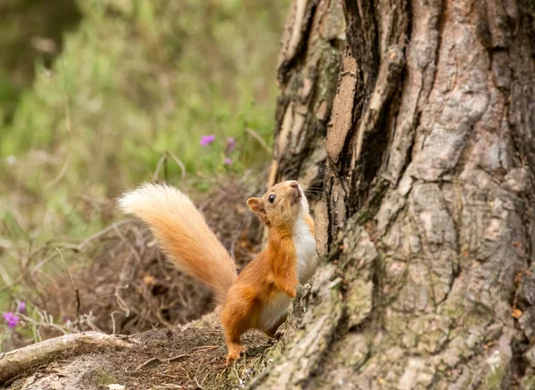 Słodki Ciekawy Mały Szkocki Czerwona Wiewiórka Podłodze Lasu Patrząc Górę — Zdjęcie stockowe