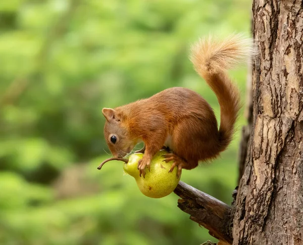 재미있는 스코틀랜드 다람쥐 균형을 숲에서 가지에 신선한 — 스톡 사진