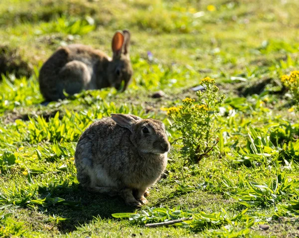 Cute Bunny Rabbit Sunshine Green Field Burrows — Stock Photo, Image