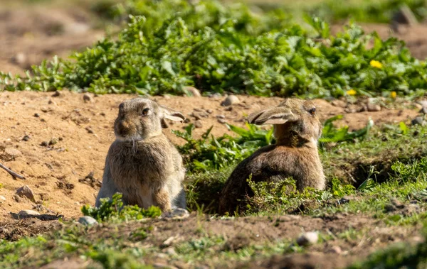 Cute Bunny Rabbit Sunshine Green Field Burrows — Stock Photo, Image