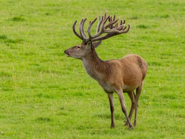 İskoç dağlıklarında yeşil otlak bir alanda büyük kadife boynuzları olan kırmızı geyik. 