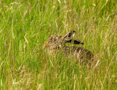 # Kahverengi tavşan yağmurda uzun çimlerde #