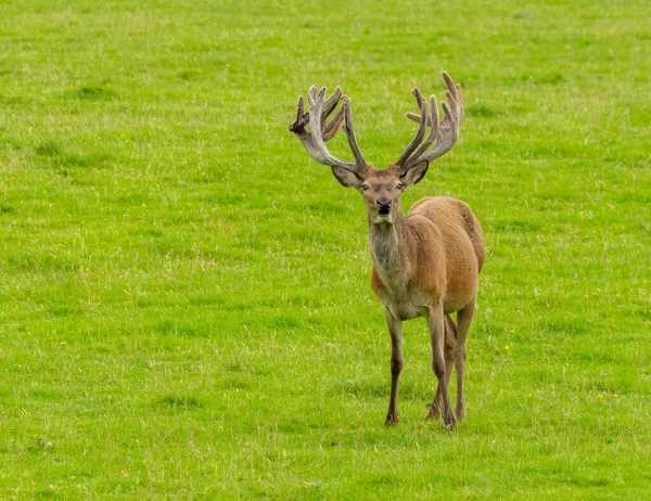 苏格兰高地绿草丛生的草地上 长着大鹿角的红鹿 — 图库照片