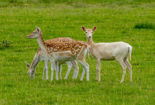 在绿草地里放肆的鹿 包括一头白鹿 — 图库照片