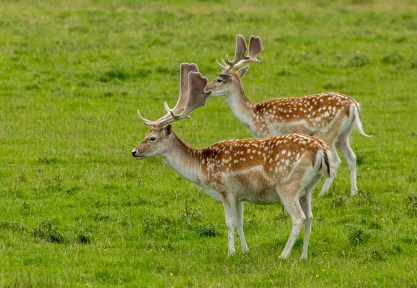 小鹿和鹿角一起在绿草地里吃草 — 图库照片