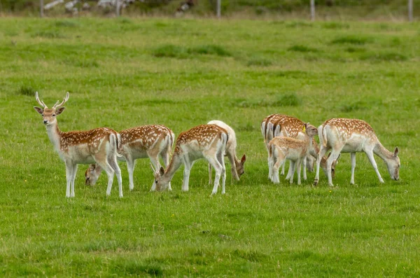 一群放牧鹿 — 图库照片
