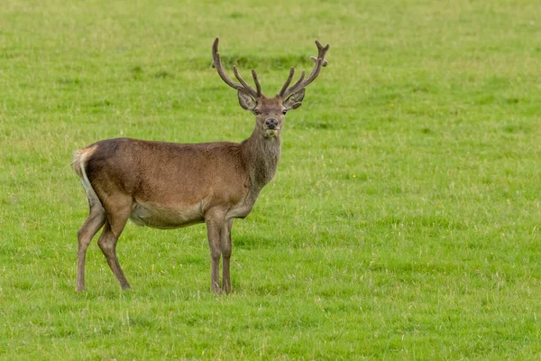 苏格兰高地绿草丛生的草地上 长着大鹿角的红鹿 — 图库照片