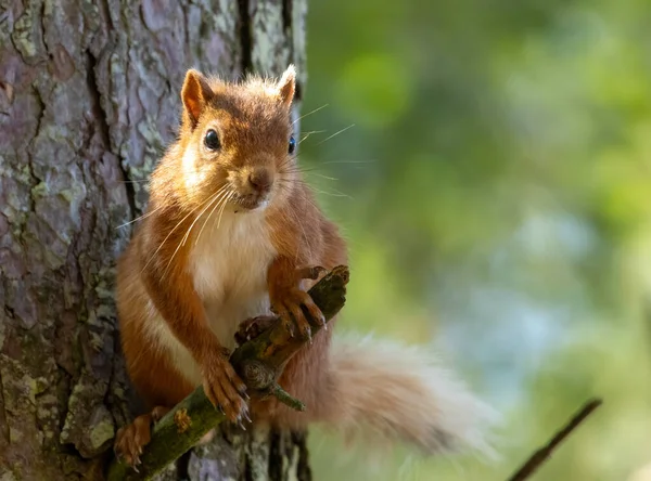 자연적인 배경으로 햇빛에 숲에서 트렁크의 가지에 귀여운 스코틀랜드 다람쥐 — 스톡 사진