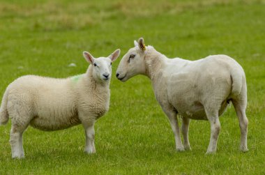 Dişi koyunlar, dişi koyunlar, dişi koyunlar ve yeşil bir tarlada büyük yünlü kuzuları.