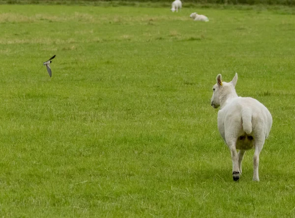 Schafe Auf Einem Feld Daneben Fliegt Eine Schwalbe — Stockfoto