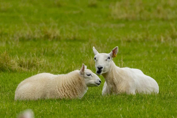 Weibliche Schafe Mutterschafe Und Ihr Großes Wolliges Lamm Einem Grünen — Stockfoto