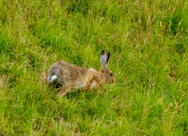 雨の中スコットランドのモールランドを横断する野生の褐色のウサギ — ストック写真
