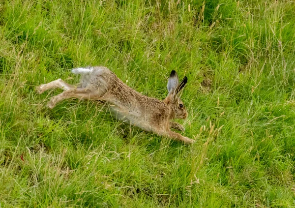 狂野的棕色野兔在雨中穿过苏格兰的荒野 — 图库照片