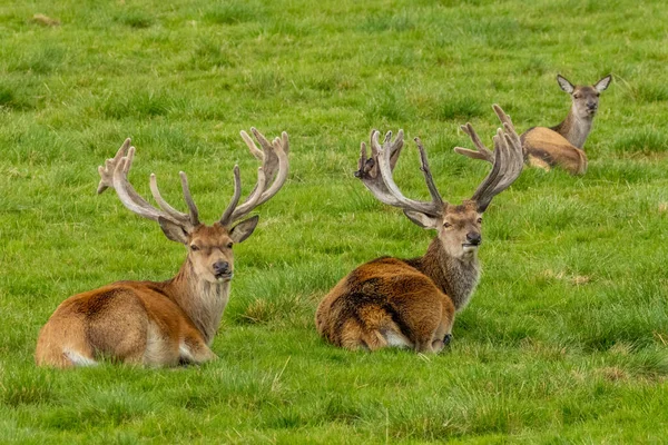 Dos Ciervos Rojos Acostados Campo Verde Con Cuernos Grandes — Foto de Stock