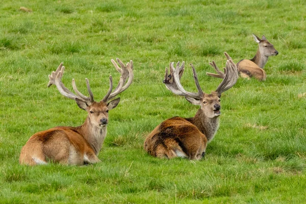 两只红鹿站在绿地里 长着大鹿角 — 图库照片