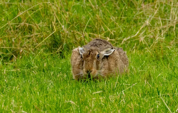 Wild Brown Hare Rain Moorland Scottish Highlands — Stock Photo, Image