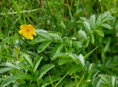 Yeşil yapraklar ve yağmur damlaları arasında tek sarı bir çiçek