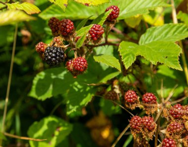 Kırmızı ve siyah yabani böğürtlenler çalıların üzerinde gün ışığında olgunlaşıyor.