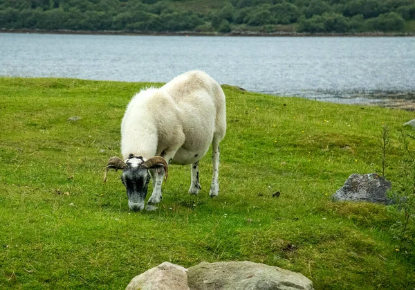 在苏格兰 有角的羊在湖畔吃草 — 图库照片