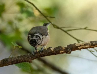 Very rare scottish woodland bird, crested tit, in the forest