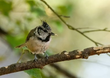 Very rare scottish woodland bird, crested tit, in the forest