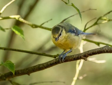 Cute little blue tit small bird perched on a branch of a tree in the woodland eating a seed with natural forest green background 