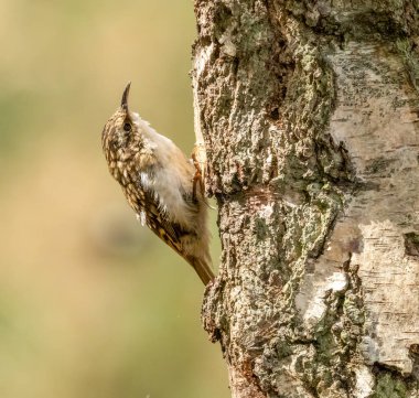 Ağaç dalkavuğu ağaç kabuğundaki böcekleri aramak için bir ağaç gövdesine tırmanıyor.