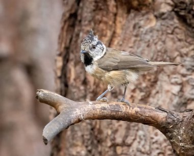 Very rare scottish woodland bird, crested tit, in the forest