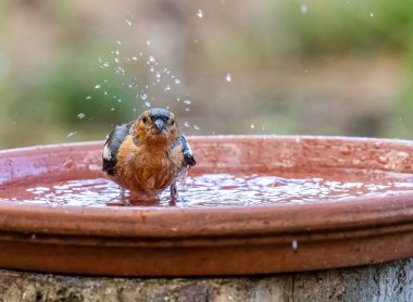 Erkek kestane ağacı, bir tabak suda banyo yapıyor. 