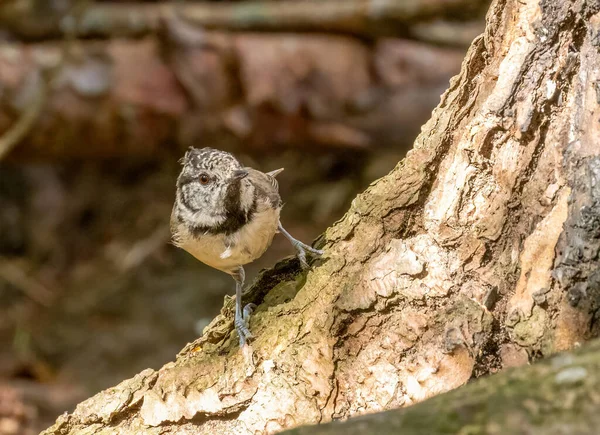 Very rare scottish woodland bird, crested tit, in the forest