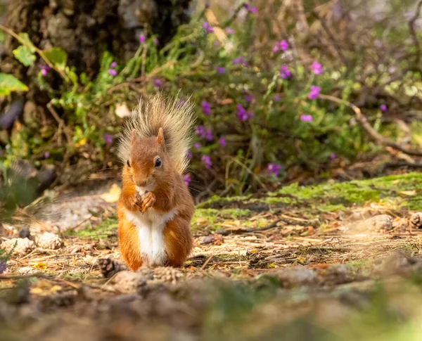 Cute Scottish Red Squirrel Forest Nut — Stock Photo, Image