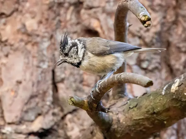 Very Rare Scottish Woodland Bird Crested Tit Forest — Foto de Stock