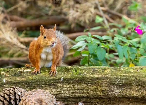 Curious Little Scottish Red Squirrel Looking Old Tree Trunk Woodland — Stock Photo, Image