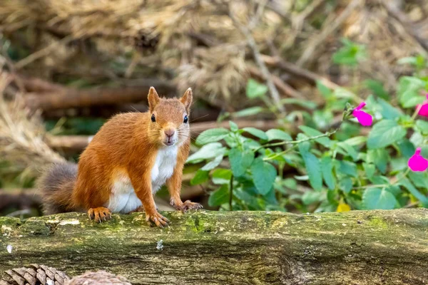 Curious Little Scottish Red Squirrel Looking Old Tree Trunk Woodland — Stock Photo, Image