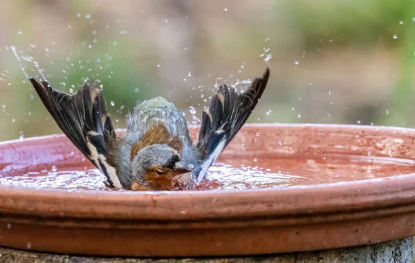 stock image Male chaffinch having a bath in a dish of water 