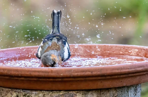 Chaffinch Masculino Tendo Banho Prato Água — Fotografia de Stock