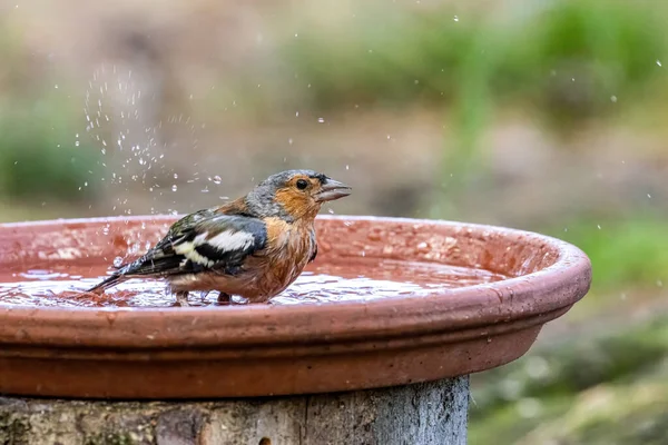 Erkek kestane ağacı, bir tabak suda banyo yapıyor. 