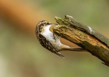 Ağaçlık alandaki ağaç dalında sürünen kuş.