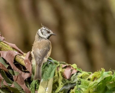 Close up portrait of a very rare Scottish Highlands bird, crested tit perched on a branch