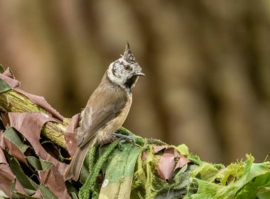 Close up portrait of a very rare Scottish Highlands bird, crested tit perched on a branch