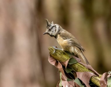 Close up portrait of a very rare Scottish Highlands bird, crested tit perched on a branch