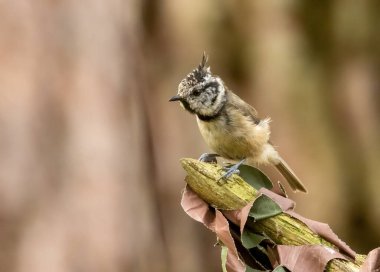 Very rare scottish highlands bird, the crested tit in the woodland with natural forest background